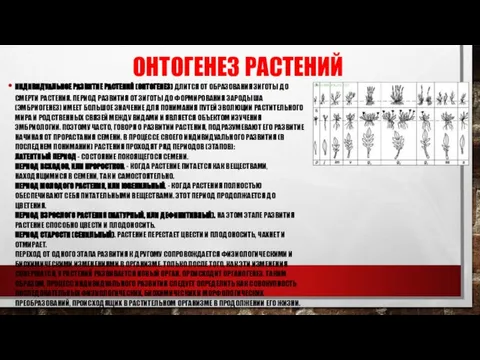 ОНТОГЕНЕЗ РАСТЕНИЙ ИНДИВИДУАЛЬНОЕ РАЗВИТИЕ РАСТЕНИЙ (ОНТОГЕНЕЗ) ДЛИТСЯ ОТ ОБРАЗОВАНИЯ ЗИГОТЫ ДО