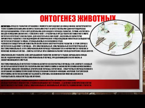 ОНТОГЕНЕЗ ЖИВОТНЫХ ОНТОГЕНЕЗ-ПРОЦЕСС РАЗВИТИЯ ОРГАНИЗМА С МОМЕНТА ЗАРОЖДЕНИЯ ДО КОНЦА ЖИЗНИ.