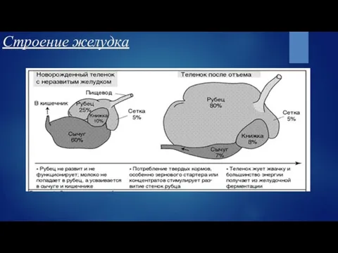 Строение желудка