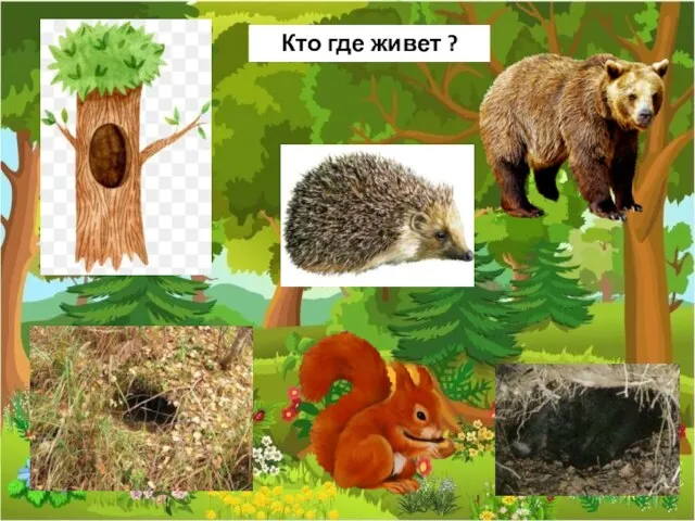 Кто где живет ?