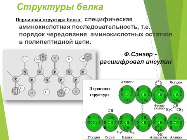 Структуры белка Первичная структура белка - специфическая аминокислотная последовательность, т.е. порядок