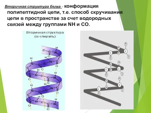 Вторичная структура белка - конформация полипептидной цепи, т.е. способ скручивания цепи
