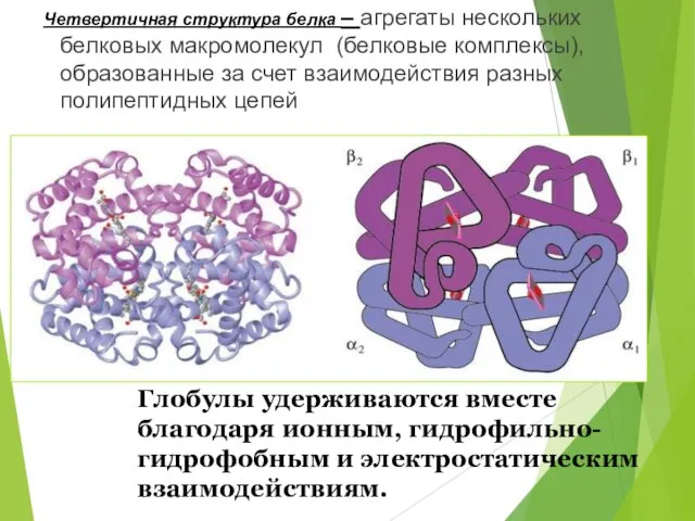 Четвертичная структура белка – агрегаты нескольких белковых макромолекул (белковые комплексы), образованные