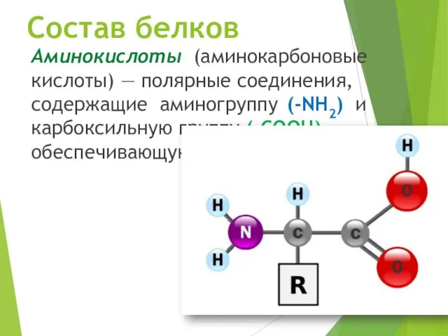 Состав белков Аминокислоты (аминокарбоновые кислоты) — полярные соединения, содержащие аминогруппу (-NH2)