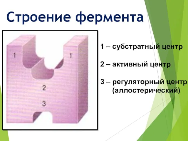 Строение фермента 1 – субстратный центр 2 – активный центр 3 – регуляторный центр (аллостерический)