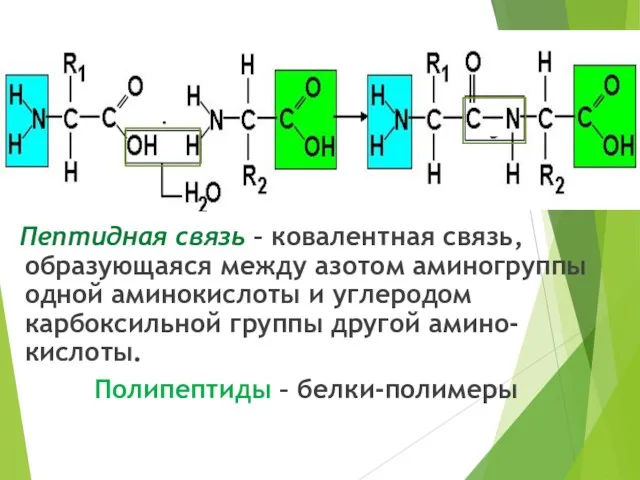 Пептидная связь – ковалентная связь, образующаяся между азотом аминогруппы одной аминокислоты