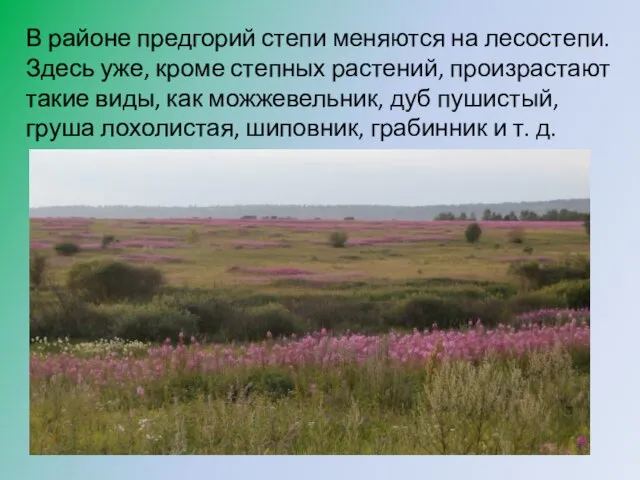 В районе предгорий степи меняются на лесостепи. Здесь уже, кроме степных