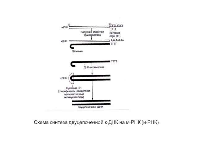 Схема синтеза двуцепочечной к-ДНК на м-РНК (и-РНК)