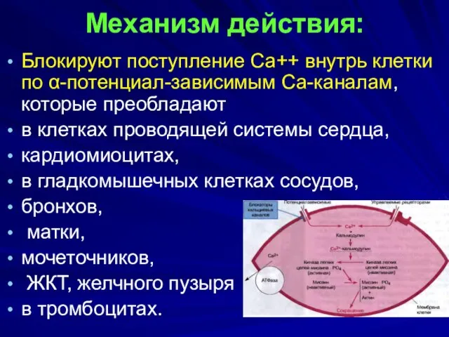 Механизм действия: Блокируют поступление Са++ внутрь клетки по α-потенциал-зависимым Са-каналам, которые