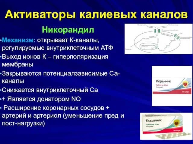 Активаторы калиевых каналов Никорандил Механизм: открывает К-каналы, регулируемые внутриклеточным АТФ Выход