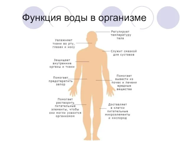 Функция воды в организме