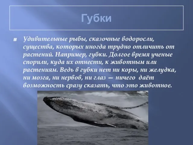 Губки Удивительные рыбы, сказочные водоросли, существа, которых иногда трудно отличить от