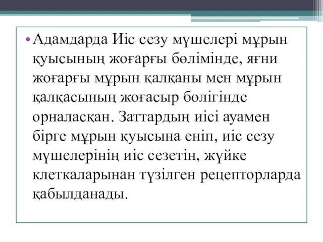 Адамдарда Иіс сезу мүшелері мұрын қуысының жоғарғы бөлімінде, яғни жоғарғы мұрын