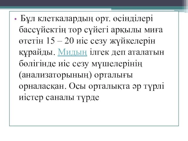 Бұл клеткалардың орт. өсінділері бассүйектің тор сүйегі арқылы миға өтетін 15