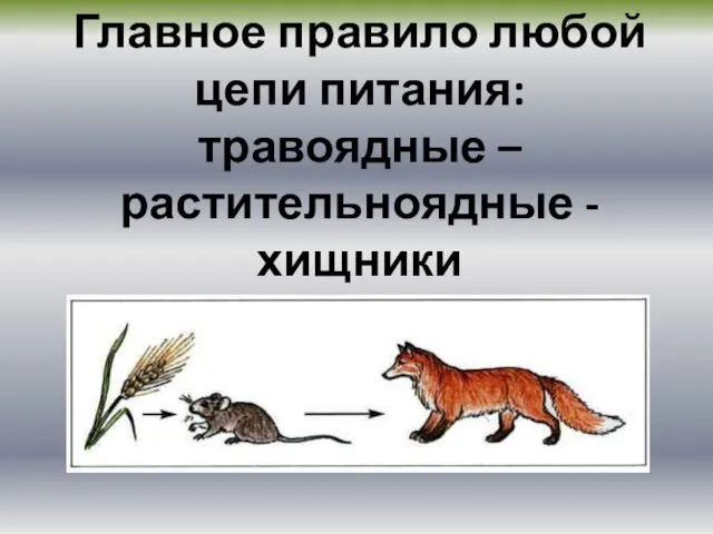 Главное правило любой цепи питания: травоядные – растительноядные - хищники