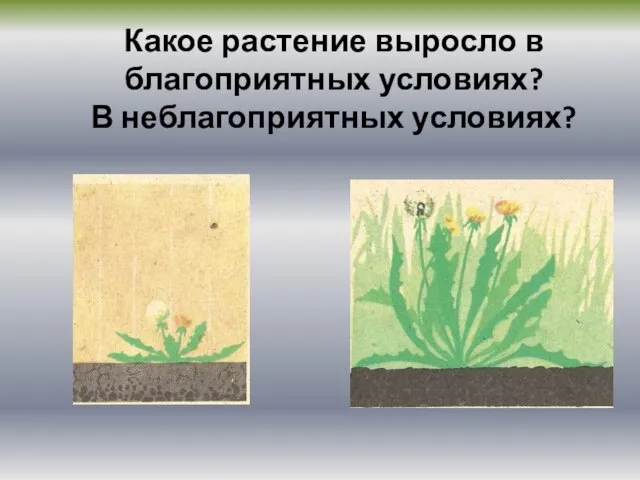 Какое растение выросло в благоприятных условиях? В неблагоприятных условиях?