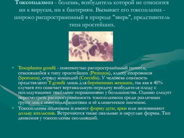 Токсоплазмоз - болезнь, возбудитель которой не относится ни к вирусам, ни