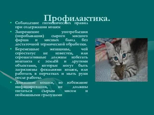 Профилактика. Соблюдение гигиенических правил при содержании кошек Запрещение употребления (опробывания) сырого