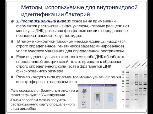 Методы, используемые для внутривидовой идентификации бактерий 2. Рестрикционный анализ основан на