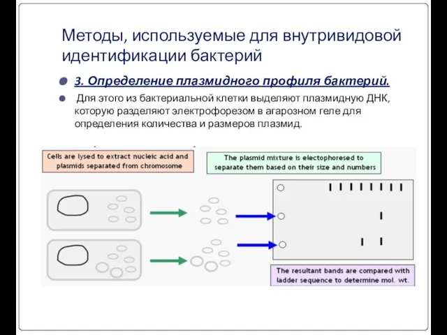 Методы, используемые для внутривидовой идентификации бактерий 3. Определение плазмидного профиля бактерий.