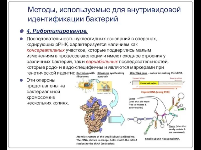 Методы, используемые для внутривидовой идентификации бактерий 4. Риботипирование. Последовательность нуклеотидных оснований