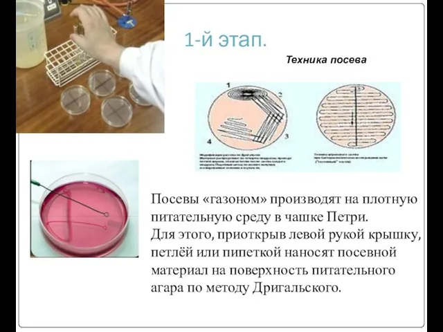 1-й этап. Посевы «газоном» производят на плотную питательную среду в чашке