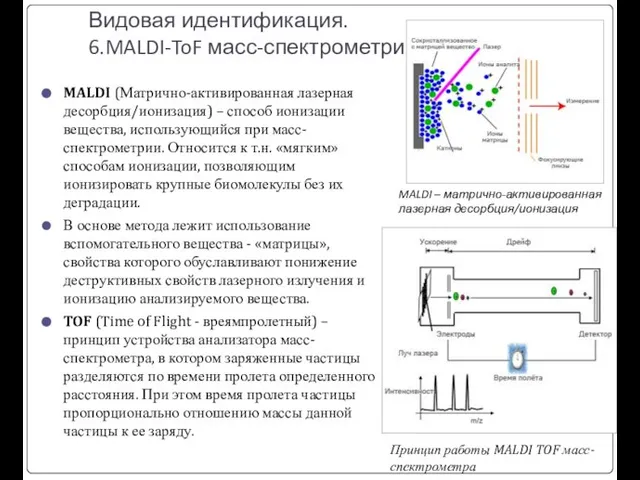 Видовая идентификация. 6.MALDI-ToF масс-спектрометрия MALDI (Матрично-активированная лазерная десорбция/ионизация) – способ ионизации