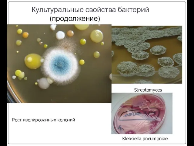 Культуральные свойства бактерий (продолжение) Streptomyces Рост изолированных колоний Klebsiella pneumoniae