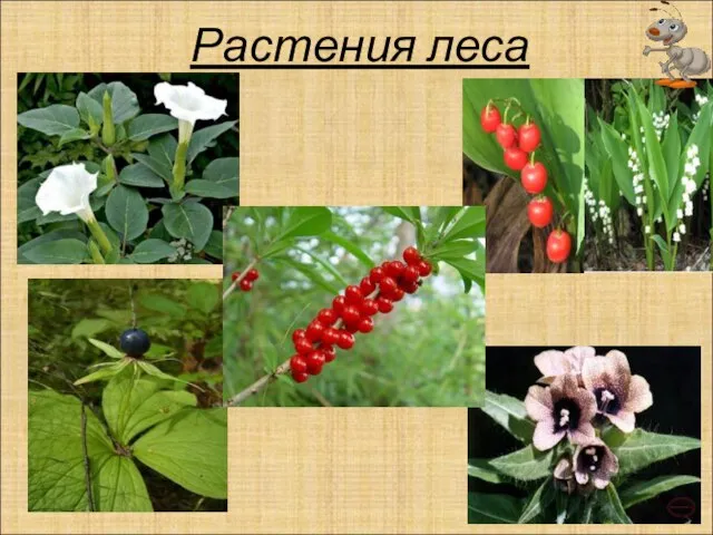 Растения леса