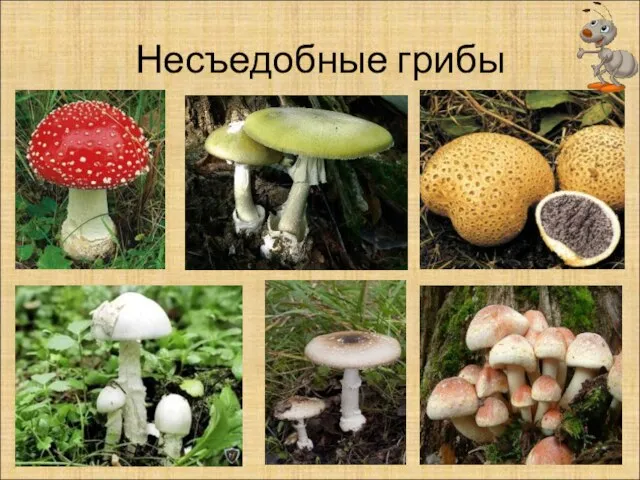 Несъедобные грибы