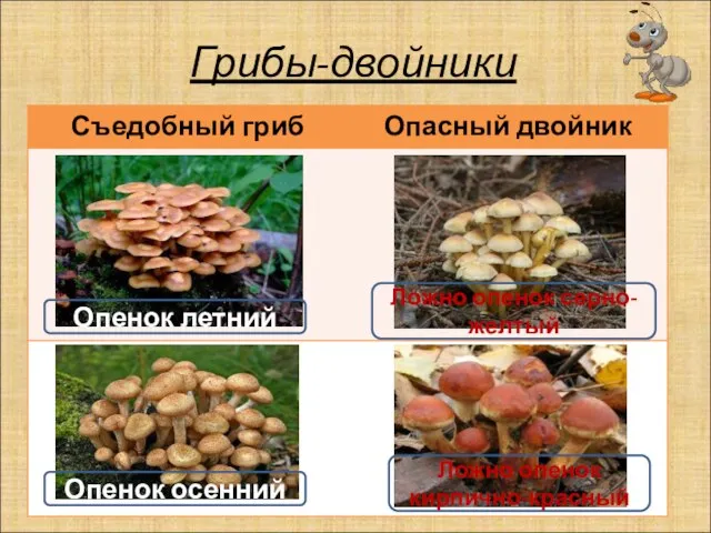 Грибы-двойники Ложно опенок серно-желтый Опенок летний Ложно опенок кирпично-красный Опенок осенний