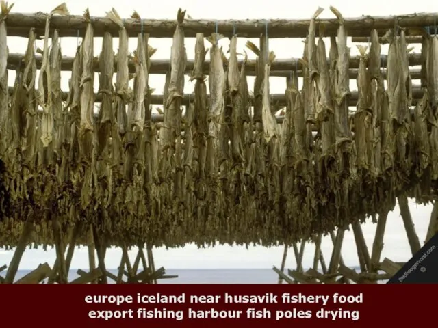 europe iceland near husavik fishery food export fishing harbour fish poles drying