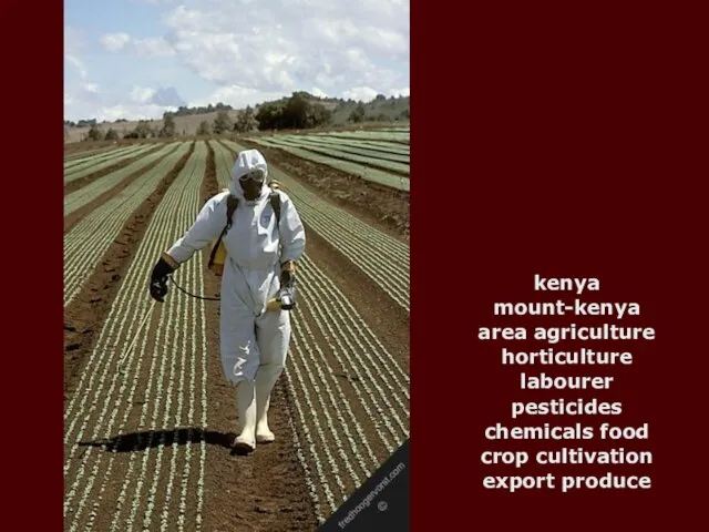 kenya mount-kenya area agriculture horticulture labourer pesticides chemicals food crop cultivation export produce