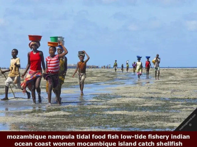 mozambique nampula tidal food fish low-tide fishery indian ocean coast women mocambique island catch shellfish