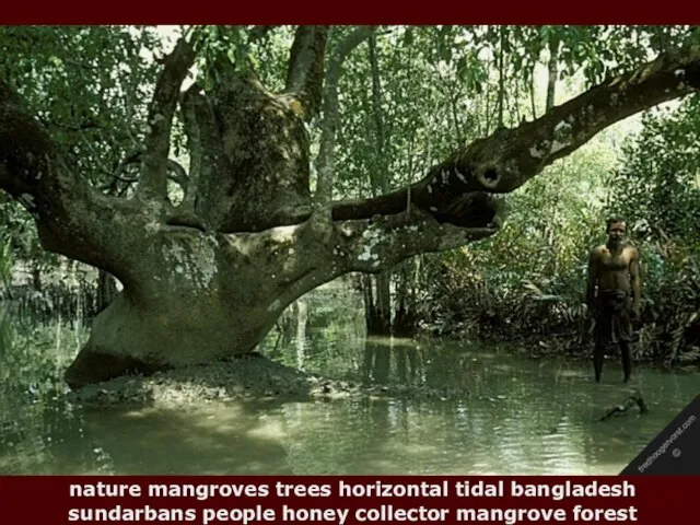 nature mangroves trees horizontal tidal bangladesh sundarbans people honey collector mangrove forest