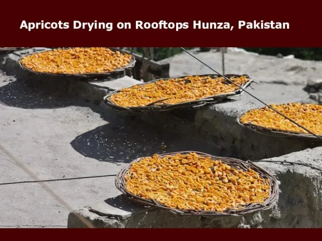 Apricots Drying on Rooftops Hunza, Pakistan