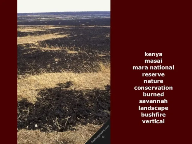 kenya masai mara national reserve nature conservation burned savannah landscape bushfire vertical