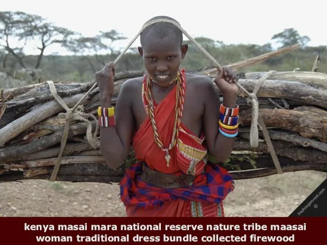 kenya masai mara national reserve nature tribe maasai woman traditional dress bundle collected firewood