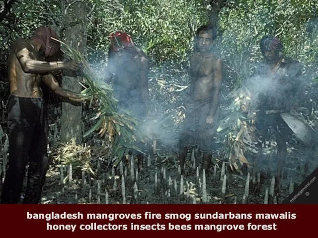 bangladesh mangroves fire smog sundarbans mawalis honey collectors insects bees mangrove forest