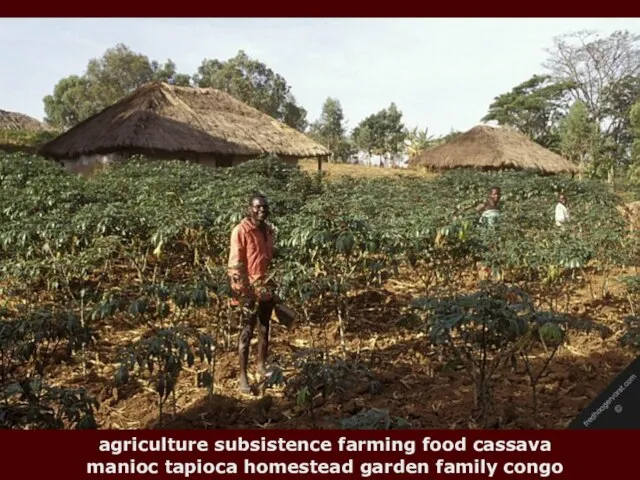 agriculture subsistence farming food cassava manioc tapioca homestead garden family congo