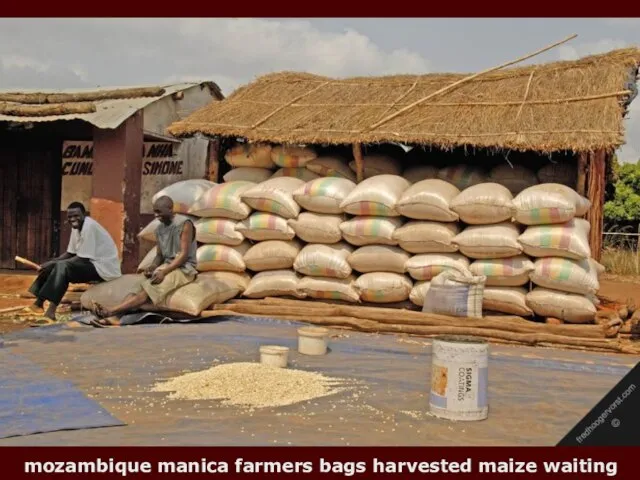 mozambique manica farmers bags harvested maize waiting