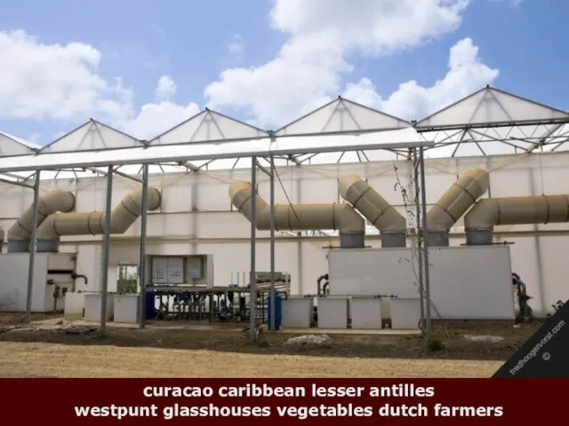 curacao caribbean lesser antilles westpunt glasshouses vegetables dutch farmers