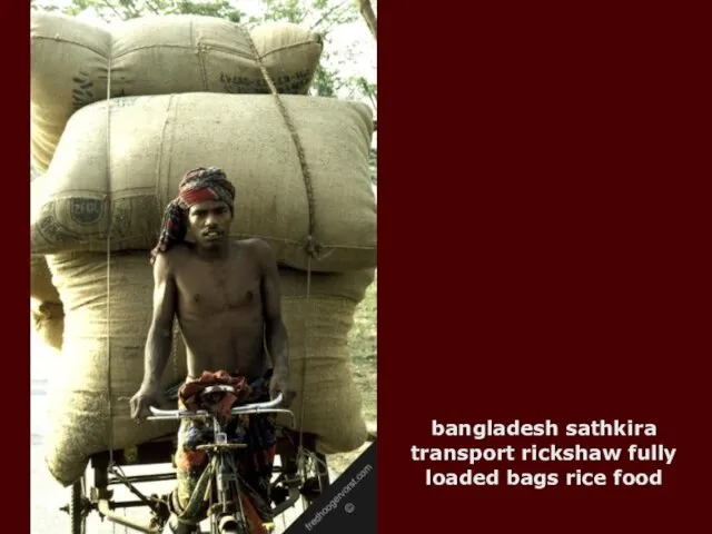 bangladesh sathkira transport rickshaw fully loaded bags rice food