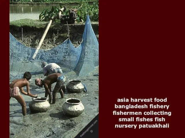 asia harvest food bangladesh fishery fishermen collecting small fishes fish nursery patuakhali