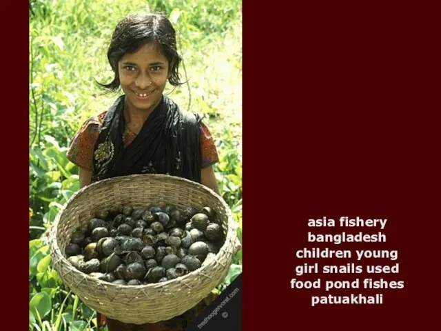 asia fishery bangladesh children young girl snails used food pond fishes patuakhali