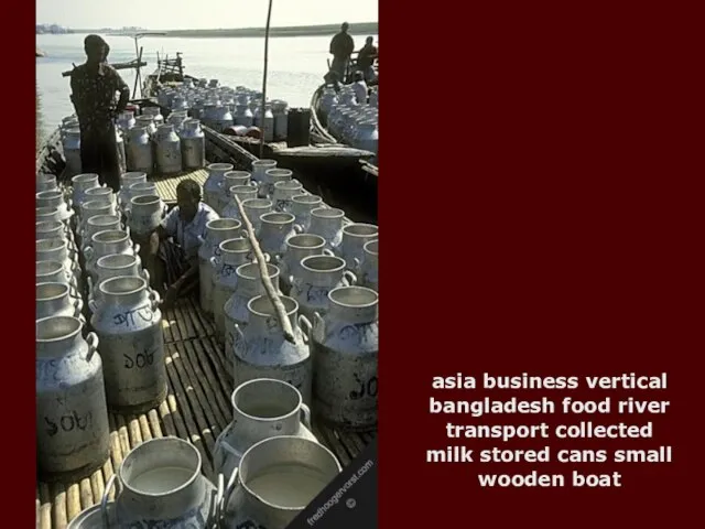 asia business vertical bangladesh food river transport collected milk stored cans small wooden boat