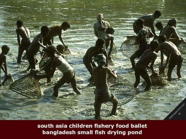 south asia children fishery food ballet bangladesh small fish drying pond