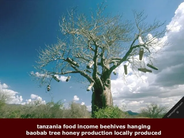 tanzania food income beehives hanging baobab tree honey production locally produced