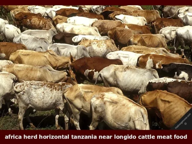 africa herd horizontal tanzania near longido cattle meat food