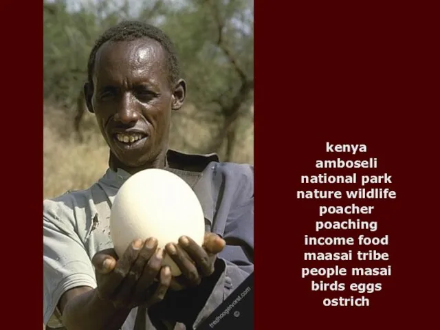 kenya amboseli national park nature wildlife poacher poaching income food maasai